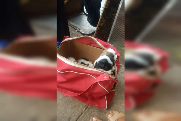 Cães desnutridos, feridos e desidratados são resgatados no DF