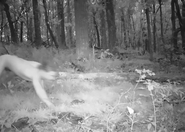Vídeo: tigre corre atrás de motociclistas na Índia