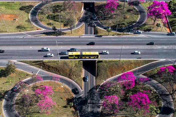 Os ipês estão para Brasília como as cerejeiras, para o Japão