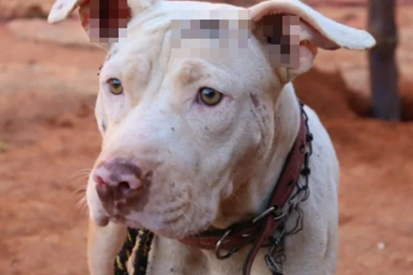 Cão - Metrópoles