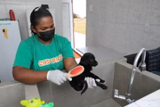 Filhote Bento recebendo o tratamento de banho e tosa do abrigo.
