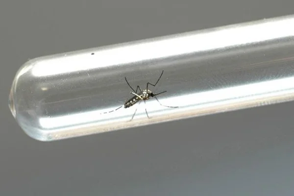Sobe para 21 o número de mortos pela febre amarela no Rio de Janeiro