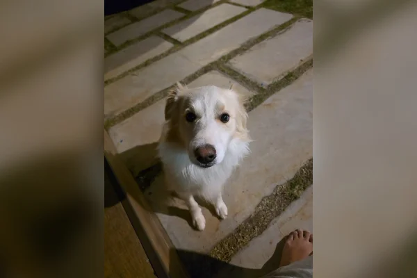 Tutor denuncia hotel por usar coleira de choque em cachorro