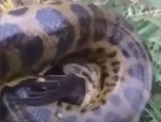 Vídeo: homem flagra sucuri engolindo galinha no Mato Grosso do Sul