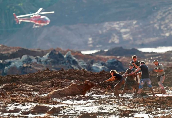 Tentativa de salvar vaca mobiliza moradores, mas animal é sacrificado