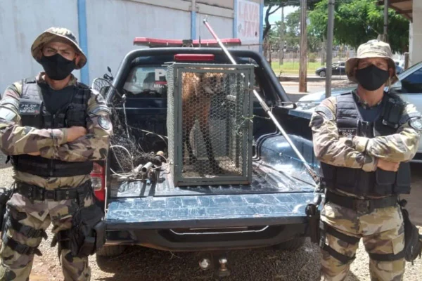 Vídeo: lobo-guará é resgatado dentro de uma caixa d’água no DF