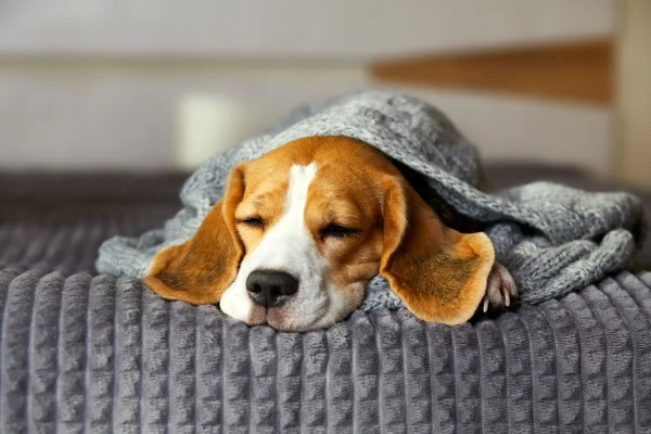 cachorro dormindo em um dia frio