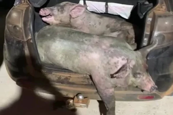 porcos em porta-malas de carro