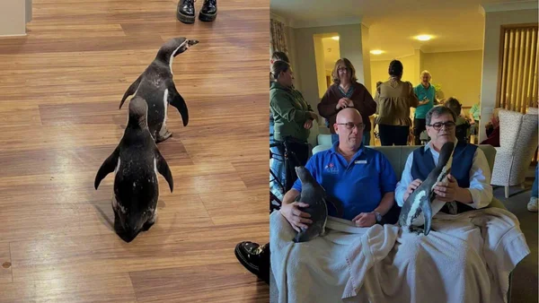Foto coloridas de pinguins em lar de idosos