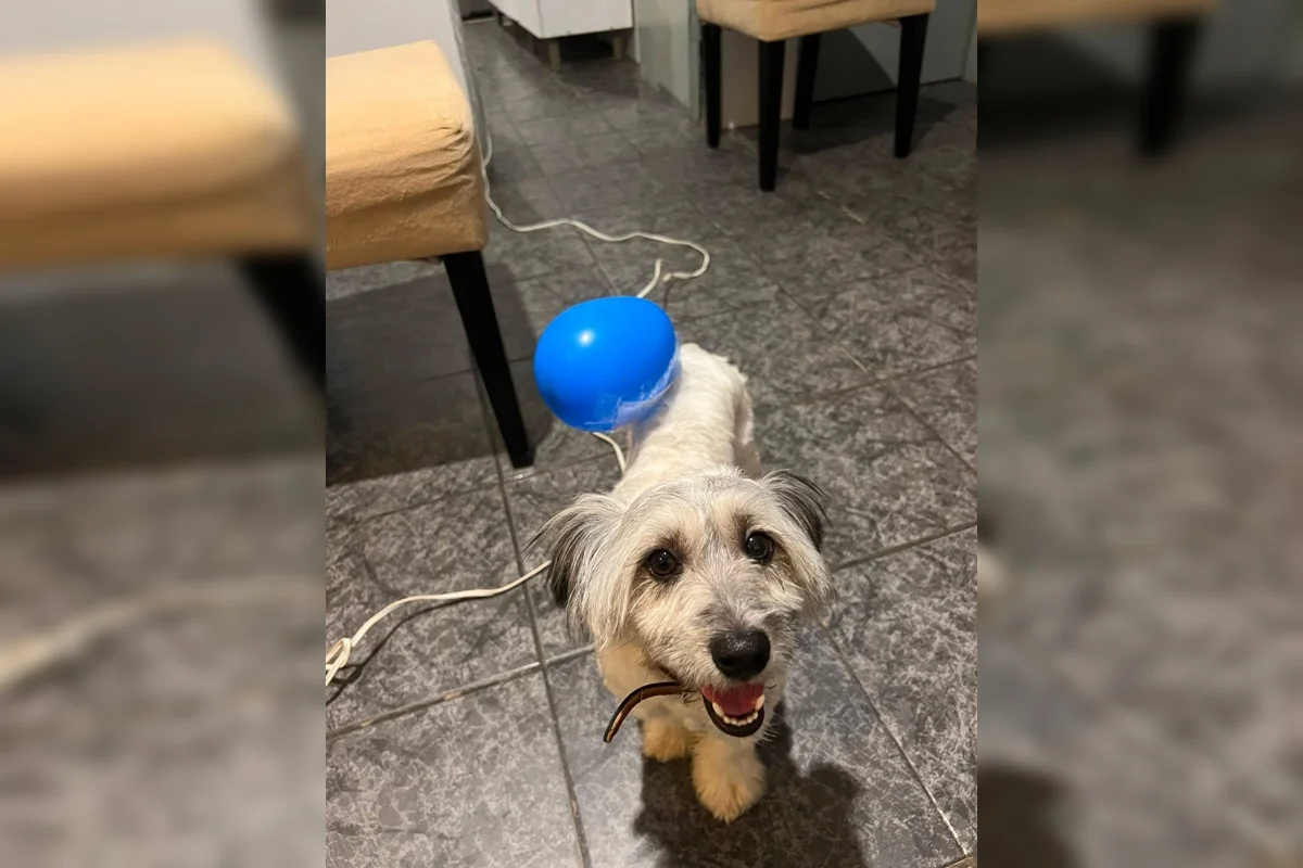 Segundo Gabrielle, o cão teria sido visto em um posto de combustíveis na QNN 26 no domingo (30/8) Segundo Gabrielle, o cão teria sido visto em um posto de combustíveis na QNN 26 no domingo (30/8)