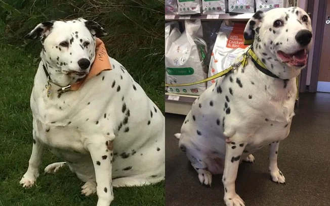 Millie engordou após os seus tutores pararem de levá-la para caminhar. Depois de voltar a praticar atividades físicas, ela retornou ao peso ideal Millie engordou após os seus tutores pararem de levá-la para caminhar. Depois de voltar a praticar atividades físicas, ela retornou ao peso ideal
