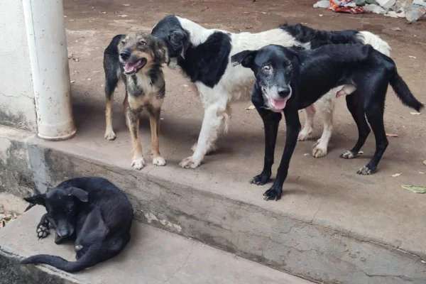 Polícia Ambiental multa homem de 40 anos em R$ 12 mil por maus-tratos a quatro cachorros em SP. Cães reviravam lixo em casa para comer - Metrópoles