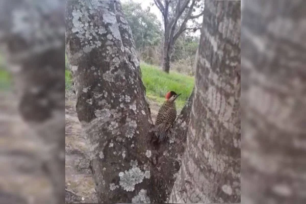 Pica-pau em tronco de árvore