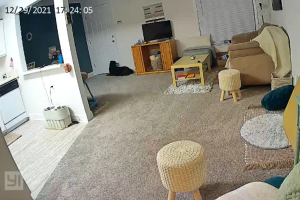 imagens captam uma cadela labrador preta esperando pela tutora