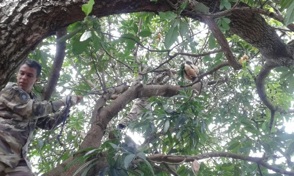 Batalhão Ambiental do DF captura três tamanduás