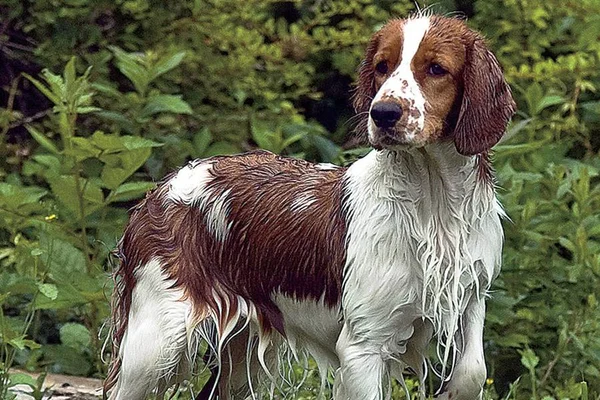 Seis raças de cães que estão extintas e você não sabia