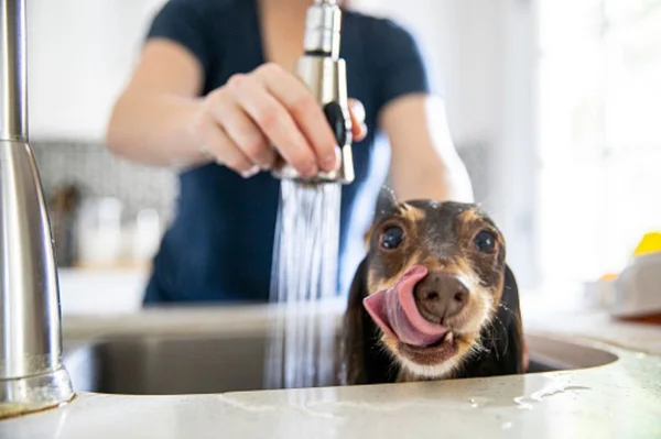 Banho em cachorro