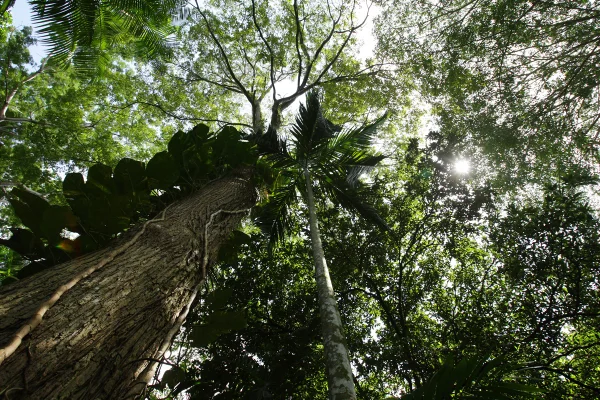 Imagem colorida de Árvore na Amazônia - Metrópoles