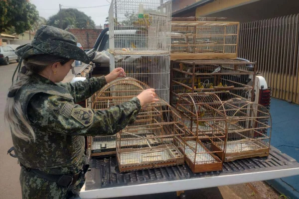 94 aves silvestres das espécies canário-da-terra-verdadeiro, tico-tico e coleirinho-papa-capim eram mantidas em cativeiro acondicionadas em gaiolas e viveiros