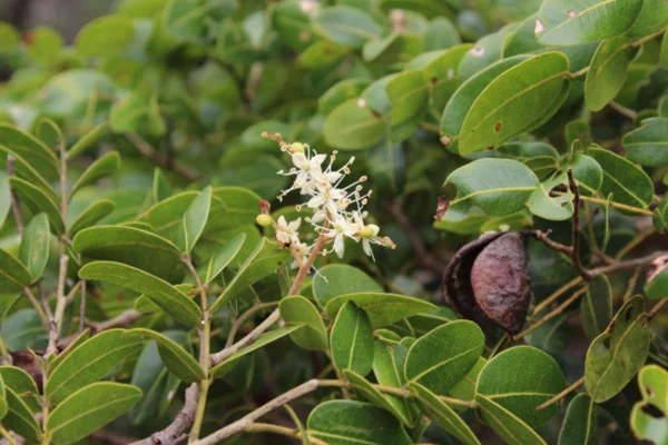 Folha da Copaifera lucens