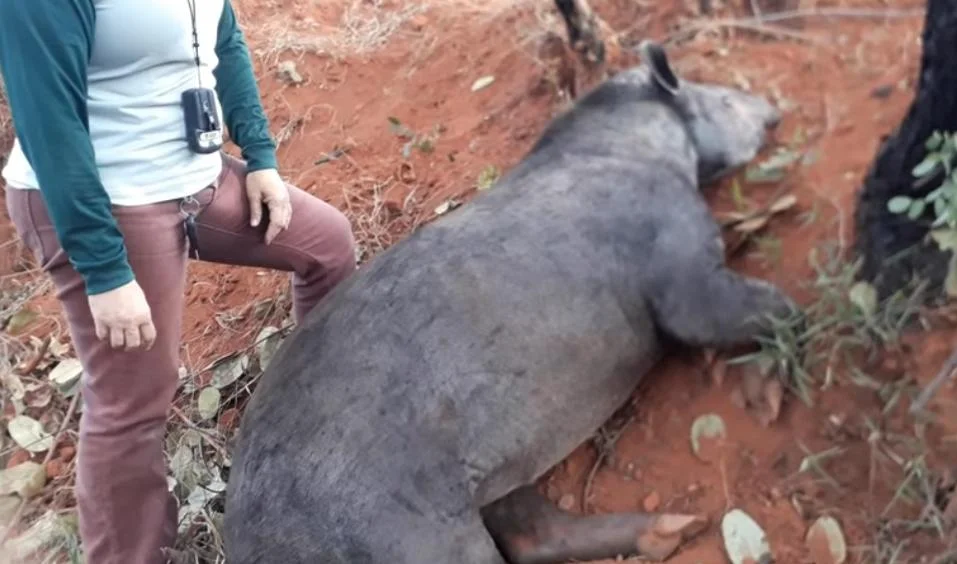 Anta está na lista de animais em extinção, com categoria de vulnerável Anta está na lista de animais em extinção, com categoria de vulnerável