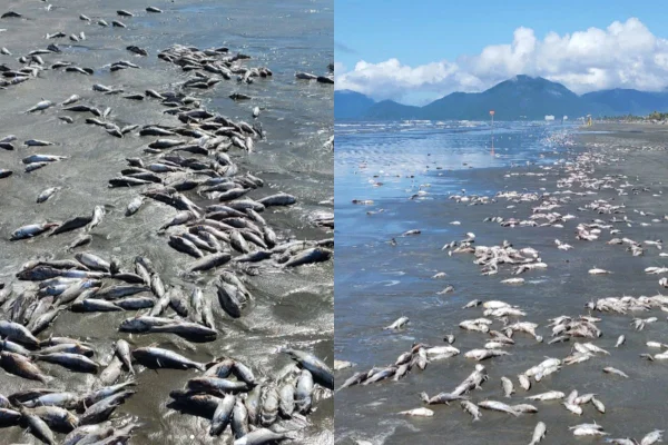Centenas de bagres brancos mortos foram encontrados na orla da praia. A Prefeitura de Peruíbe associou o caso com a pesca predatória - Metrópoles