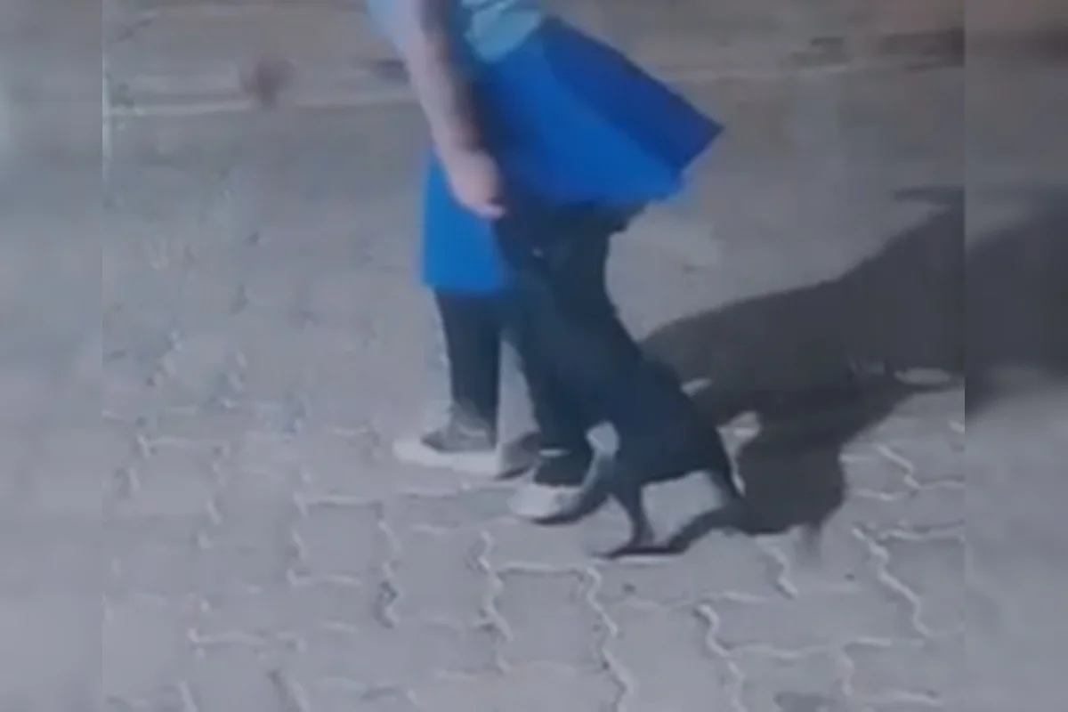 Ibama resgata cão após família postar maus-tratos em redes sociais