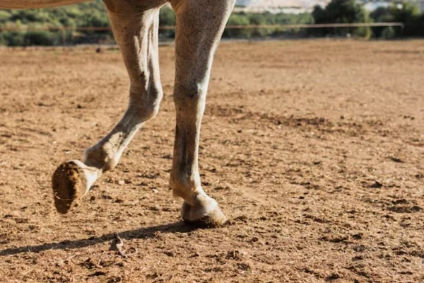 Imagem colorida de cavalo - Metrópoles