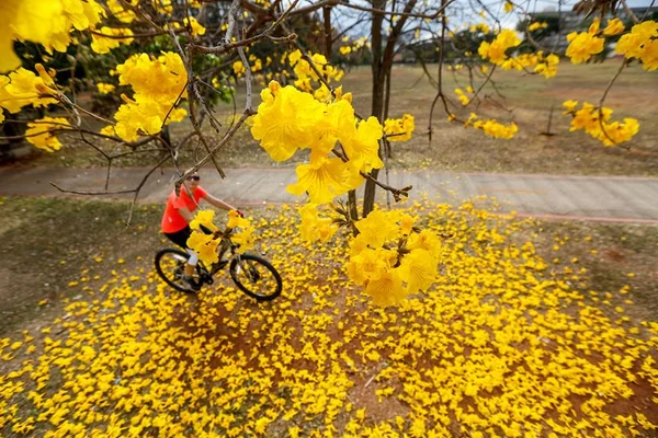 O mês da primavera chegou! Saiba como curtir a estação em Brasília