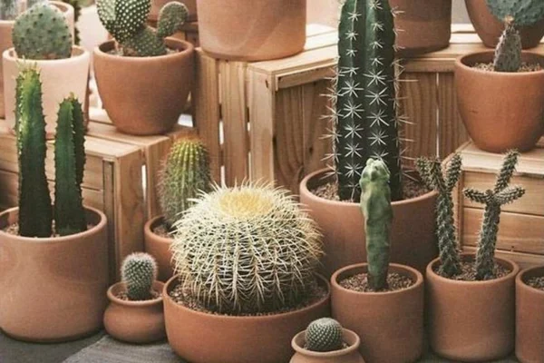 Plantas em vasos de barro