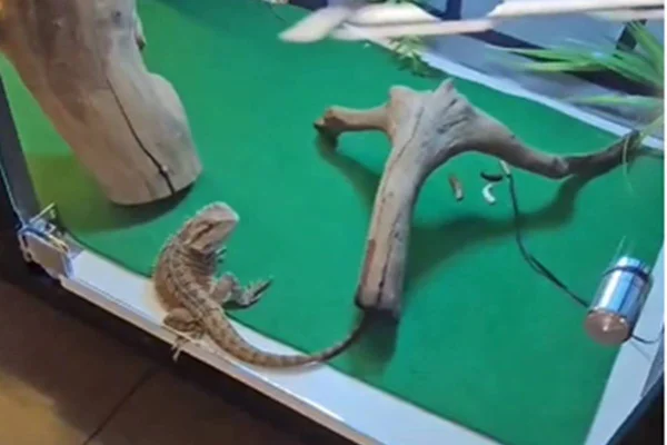 Vídeo: PCDF apreende salamandras, gecko e pogona em cativeiro