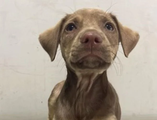 Imagem colorida, cadela filhote agredida dentro de transporte público
