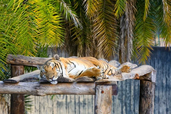 Tigre do Zoológico de Brasília