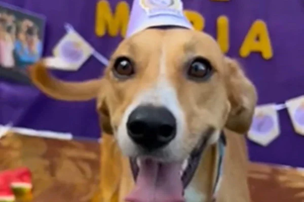 Imagem colorida de cara de cachorro caramelo com chapéu de aniversário - Metrópoles