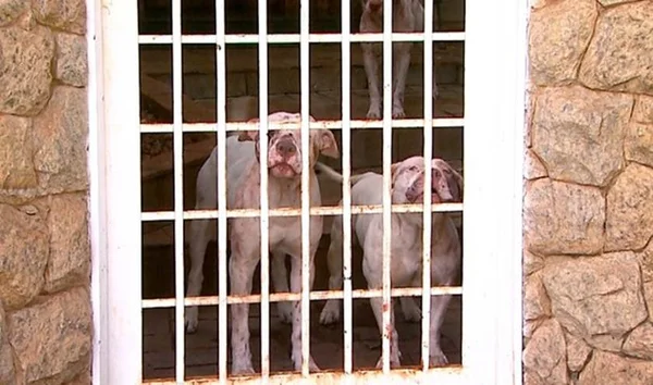 Jardineiro é atacado por três pitbulls em Ribeirão Preto