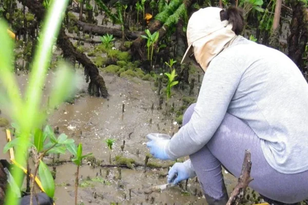 Pesquisa da UFPR detecta substâncias cancerígenas em mangue no Paraná