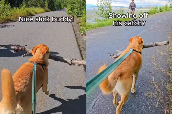 Foto colorida de um cachorro - Metrópoles