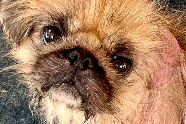 Vídeo: cachorrinho ficou torto após passar 7 anos em gaiola minúscula