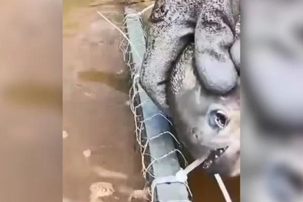 imagem colorida piranha corta armadilha de pesca - Metrópoles