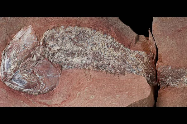 Imagem colorida de nova espécie de peixe em MT - Metrópoles