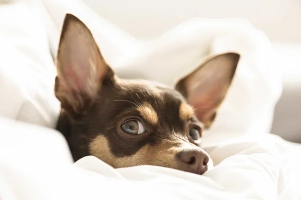 Cachorro deitado