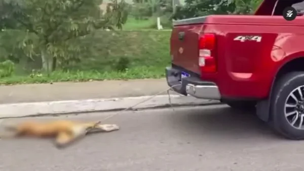 Vídeo: carro arrasta cachorro no AM e imagens causam revolta nas redes