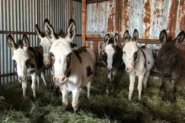 Cavalo escapa da morte ao fingir que é um burro