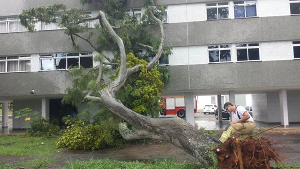 Árvore cai sobre prédio na Asa Norte e assusta moradores
