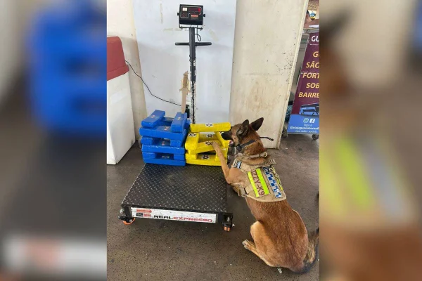 Cão da PMDF fareja 22kg de maconha em mala de mulher na rodoviária