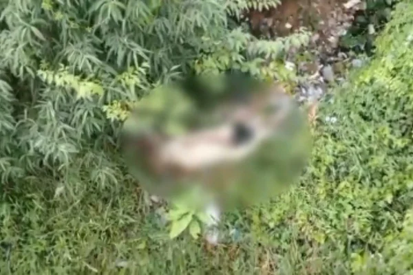 Drone da PM encontra corpo desovado em mata na zona sul de São Paulo - Metrópoles