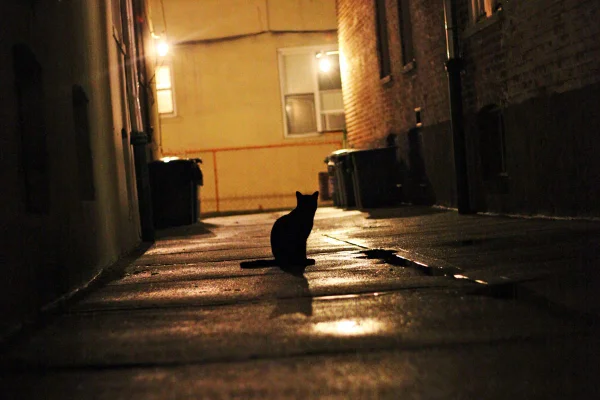 Silhueta de gato parado em uma rua