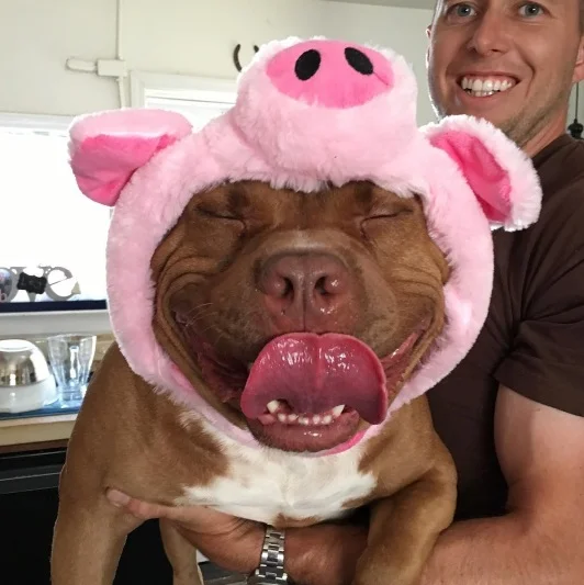 Cachorro não consegue parar de sorrir depois de ser adotado