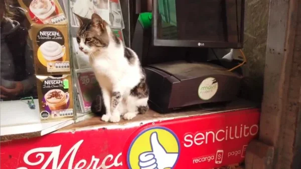 Gato