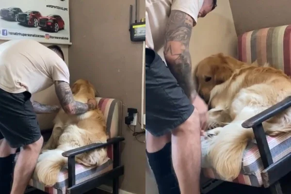 Foto colorida de um cachorro na poltrona e um homem em pé - Metrópoles
